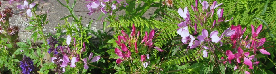 Cosmos and Cleome
